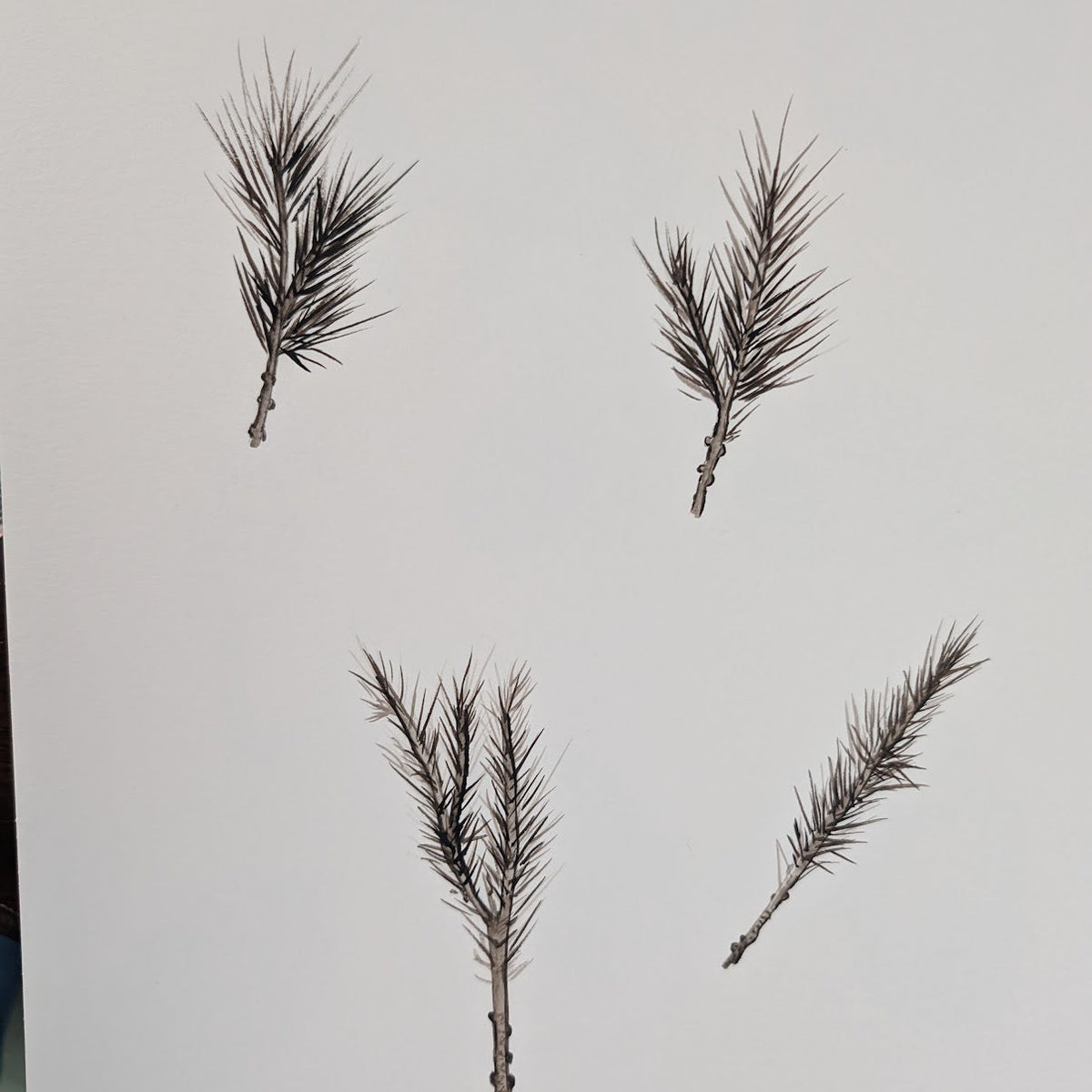 Four small pine branch clusters arranged on a plain white background, likely natural decorative elements or botanical samples.